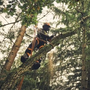 Motoferastrau cu acumulator MSA 220.1 TC-O, Stihl